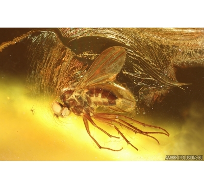Long-legged fly Dolichopodidae. Fossil Inclusion Baltic amber #14682