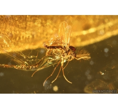 True Midge Chironomidae. Fossil insect Ukrainian Rovno amber #14683R