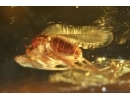 True Midge Chironomidae. Fossil insect Ukrainian Rovno amber #14683R