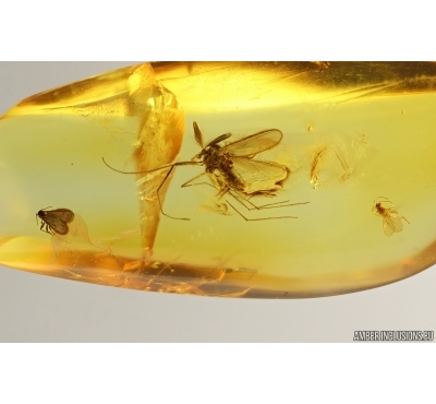 True midge Chironomidae and More. Fossil insects Baltic amber #14684