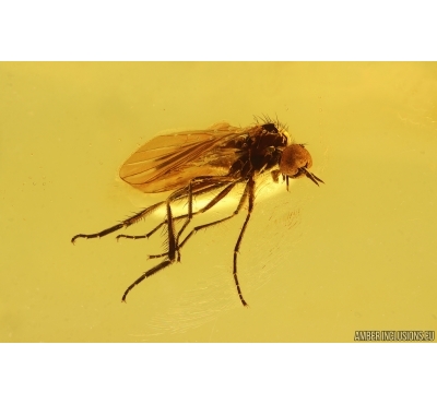Dance fly Empidoidea. Fossil inclusion in Baltic amber #14685