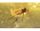 Dance fly Empidoidea. Fossil inclusion in Baltic amber #14685
