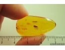 Dance fly Empidoidea. Fossil inclusion in Baltic amber #14685