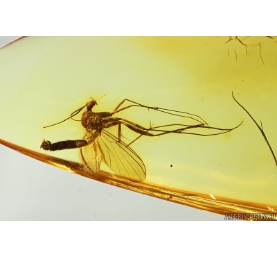 Nice Fungus gnat Mycetophilidae. Fossil insect in Baltic amber #14686
