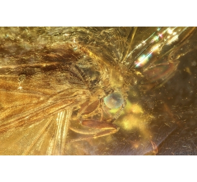 Nice Caddisfly Trichoptera and Termite Isoptera. Fossil inclusions in Baltic amber #14687