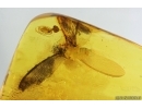 Nice Caddisfly Trichoptera and Termite Isoptera. Fossil inclusions in Baltic amber #14687