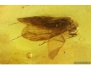 Nice Caddisfly Trichoptera and Termite Isoptera. Fossil inclusions in Baltic amber #14687