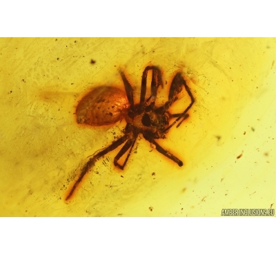 Spider Araneae. Fossil inclusion in Baltic amber #14688