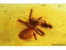 Spider Araneae. Fossil inclusion in Baltic amber #14688