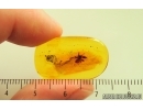 Spider Araneae. Fossil inclusion in Baltic amber #14688