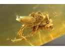 Spider Araneae. Fossil inclusion in Baltic amber #14689