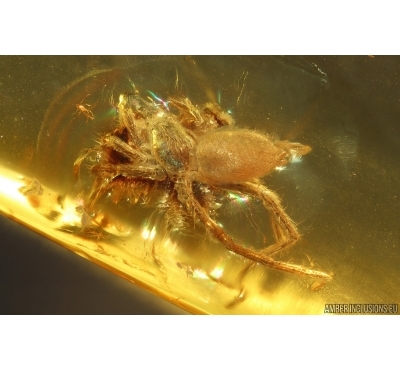 Spider Araneae. Fossil inclusion in Baltic amber #14689