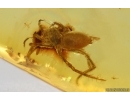 Spider Araneae. Fossil inclusion in Baltic amber #14689