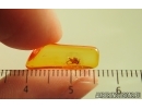 Spider Araneae. Fossil inclusion in Baltic amber #14689