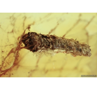 Extremely Rare CADDISFLY, AQUATIC LARVA IN CASE! Baltic amber #1468