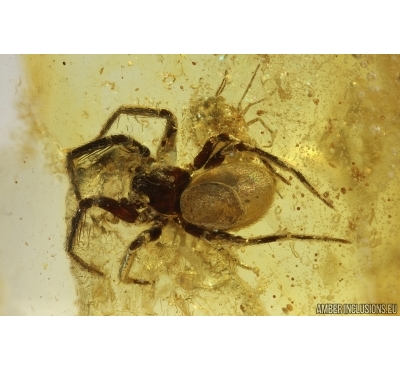 Spider Araneae and More. Fossil inclusions in Baltic amber #14690