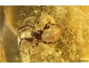 Spider Araneae and More. Fossil inclusions in Baltic amber #14690