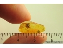Spider Araneae and More. Fossil inclusions in Baltic amber #14690