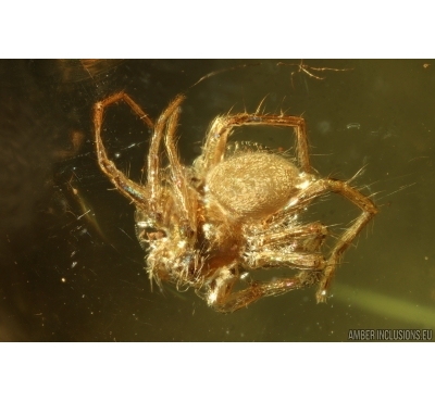 Spider Araneae. Fossil inclusion in Baltic amber #14691