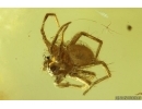 Spider Araneae. Fossil inclusion in Baltic amber #14691