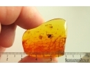 Spider Araneae and Dark-Winged fungus gnat Sciaridae. Fossil inclusions Baltic amber #14692