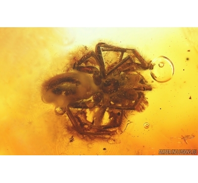 Spider Araneae, Leafhopper Cicadellidae and Waret bubbles. Fossil inclusions Baltic amber #14693