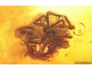 Spider Araneae, Leafhopper Cicadellidae and Waret bubbles. Fossil inclusions Baltic amber #14693