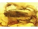 Spider Araneae, Leafhopper Cicadellidae and Waret bubbles. Fossil inclusions Baltic amber #14693