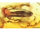 Spider Araneae, Leafhopper Cicadellidae and Waret bubbles. Fossil inclusions Baltic amber #14693
