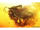 Spider Araneae, Leafhopper Cicadellidae and Waret bubbles. Fossil inclusions Baltic amber #14693
