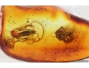 Spider Araneae, Leafhopper Cicadellidae and Waret bubbles. Fossil inclusions Baltic amber #14693