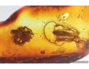 Spider Araneae, Leafhopper Cicadellidae and Waret bubbles. Fossil inclusions Baltic amber #14693