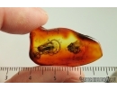 Spider Araneae, Leafhopper Cicadellidae and Waret bubbles. Fossil inclusions Baltic amber #14693