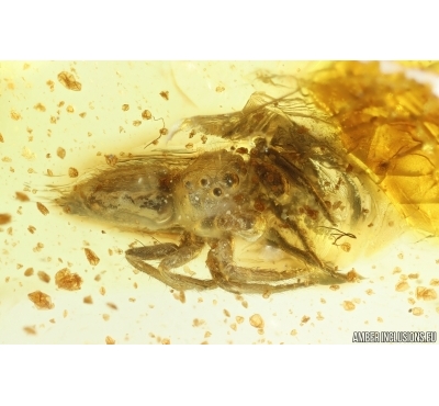 Nice Jumping Spider Salticidae. Fossil inclusion Ukrainian Rovno amber #14694R