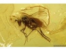Bristletail Machilidae and More. Fossil inclusions Baltic amber #14695