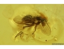 Bristletail Machilidae and More. Fossil inclusions Baltic amber #14695
