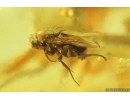 Bristletail Machilidae and More. Fossil inclusions Baltic amber #14695