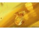 Bristletail Machilidae and More. Fossil inclusions Baltic amber #14695
