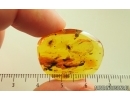 Bristletail Machilidae and More. Fossil inclusions Baltic amber #14695