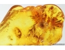 Moss and Beetle. Fossil inclusions in Baltic amber #14696