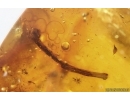 Flower and Long-legged Fly Dolichopodidae. Fossil inclusions in Baltic amber #14697