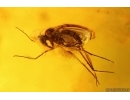 Flower and Long-legged Fly Dolichopodidae. Fossil inclusions in Baltic amber #14697