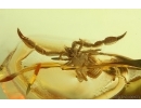 Nice Pseudoscorpion. Fossil inclusion in Ukrainian Rovno amber #14699R