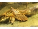 Nice Caddisfly Trichoptera. Fossil insect Baltic amber #14701