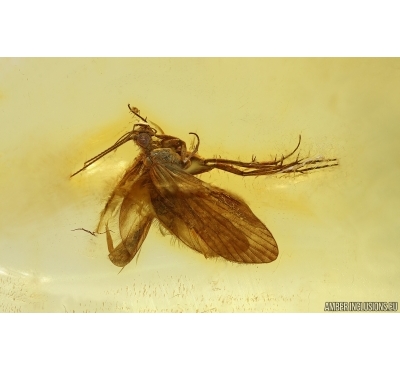 Nice Caddisfly Trichoptera. Fossil insect Baltic amber #14701