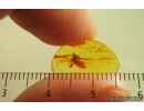 Nice Caddisfly Trichoptera. Fossil insect Baltic amber #14701