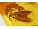 Nice Caddisfly Trichoptera. Fossil insect Baltic amber #14702