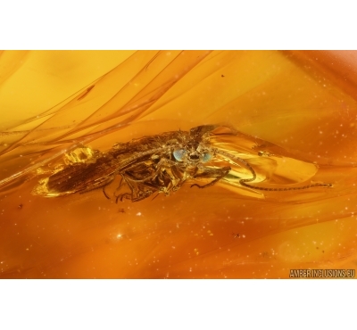 Nice Caddisfly Trichoptera. Fossil insect Baltic amber #14702