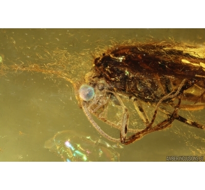 Nice Caddisfly Trichoptera. Fossil insect Baltic amber #14703