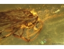 Nice Caddisfly Trichoptera. Fossil insect Baltic amber #14703